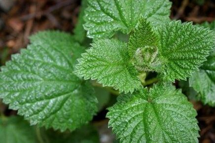 Nettle helps to improve strength and strengthen sexual desire