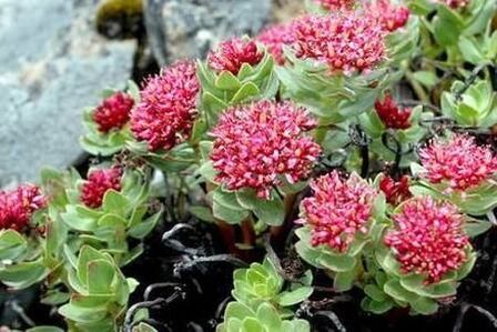 Pink rhodiola to prepare the lifting of solvent power